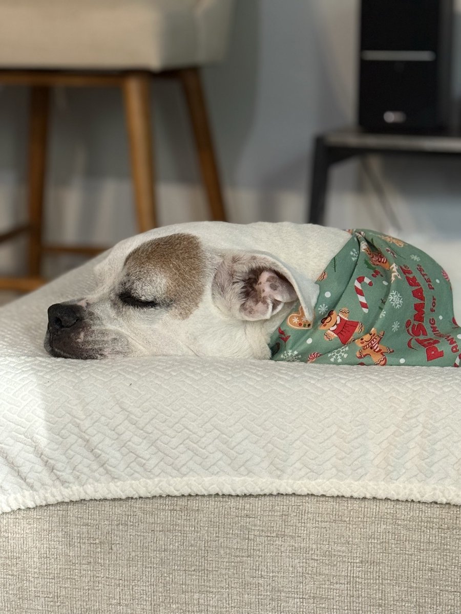 I love being home and seeing this lovely dog. Even though all he does now is sleep