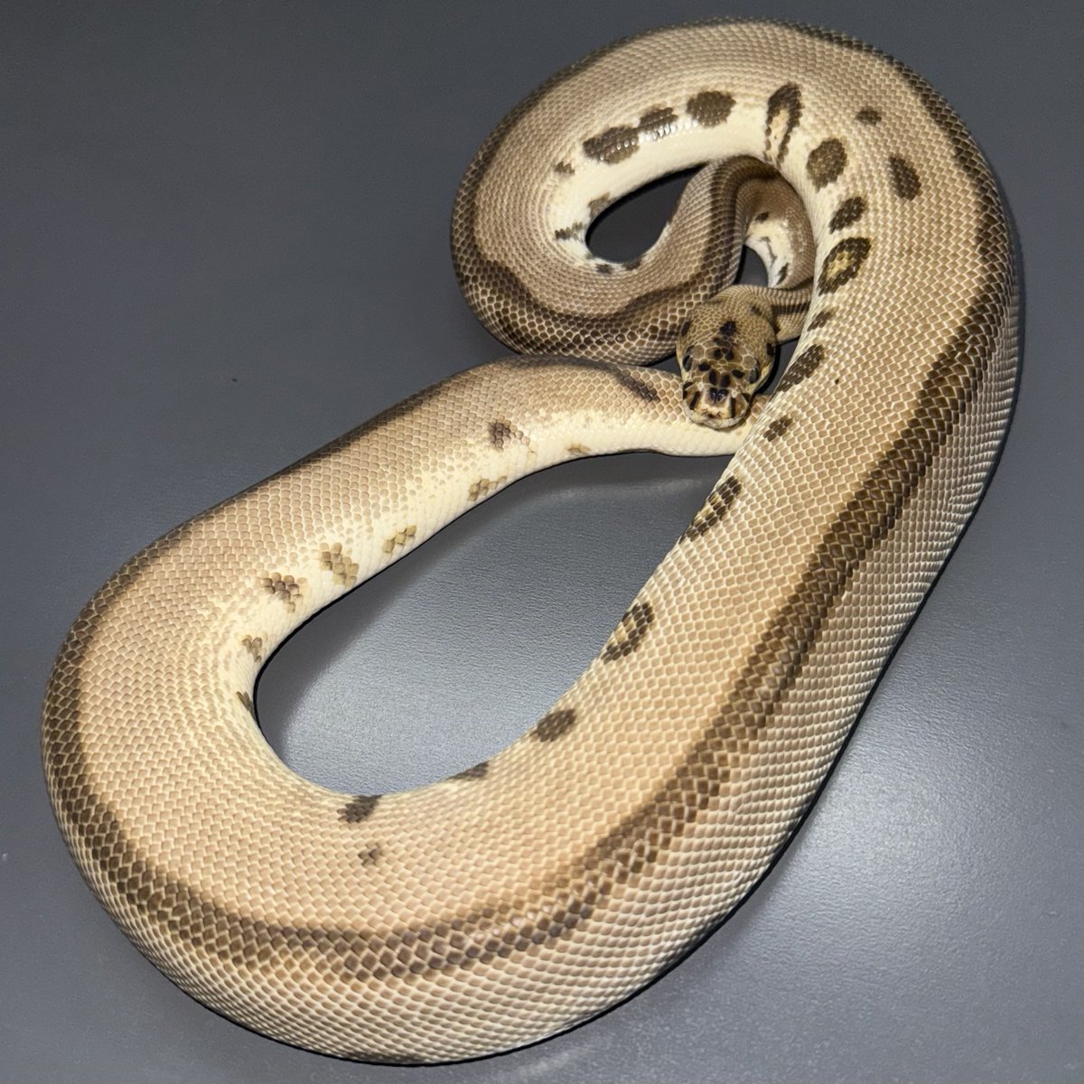 06shockwave's tweet photo. 1.0 OD Enchi Batman PB
0.1 Pastel Ghost Clown
0.1 Black Pewter SN het TSK Ax Clown
1.0 Pastel SN het TSK Ax Clown
Sold
#06cb
#ボールパイソン
#ballpython https://t.co/Sk44Oto8AT