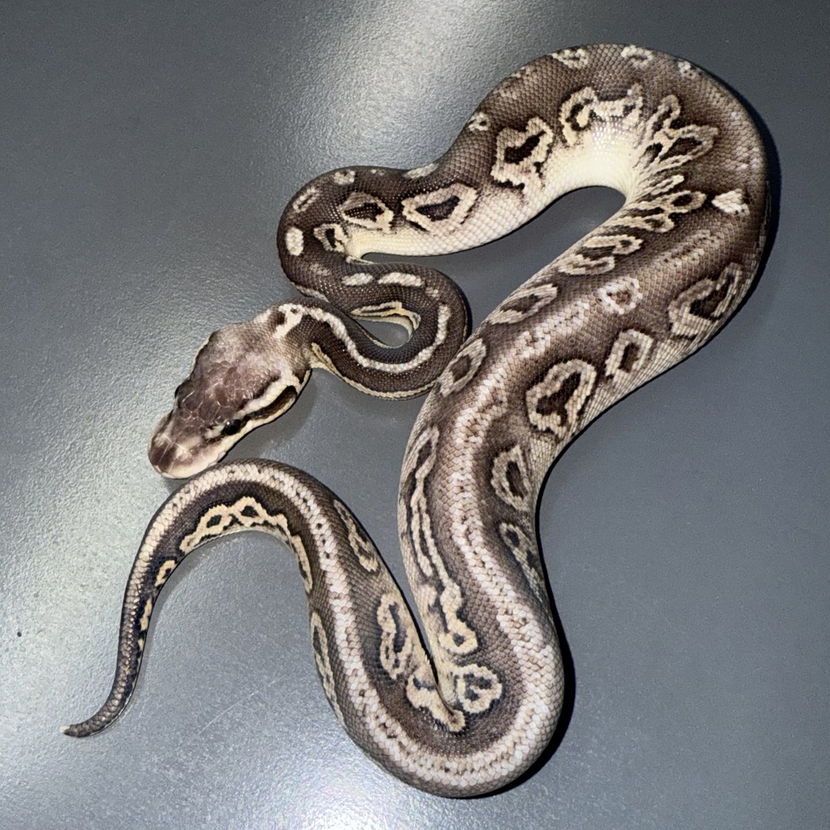 06shockwave's tweet photo. 1.0 OD Enchi Batman PB
0.1 Pastel Ghost Clown
0.1 Black Pewter SN het TSK Ax Clown
1.0 Pastel SN het TSK Ax Clown
Sold
#06cb
#ボールパイソン
#ballpython https://t.co/Sk44Oto8AT