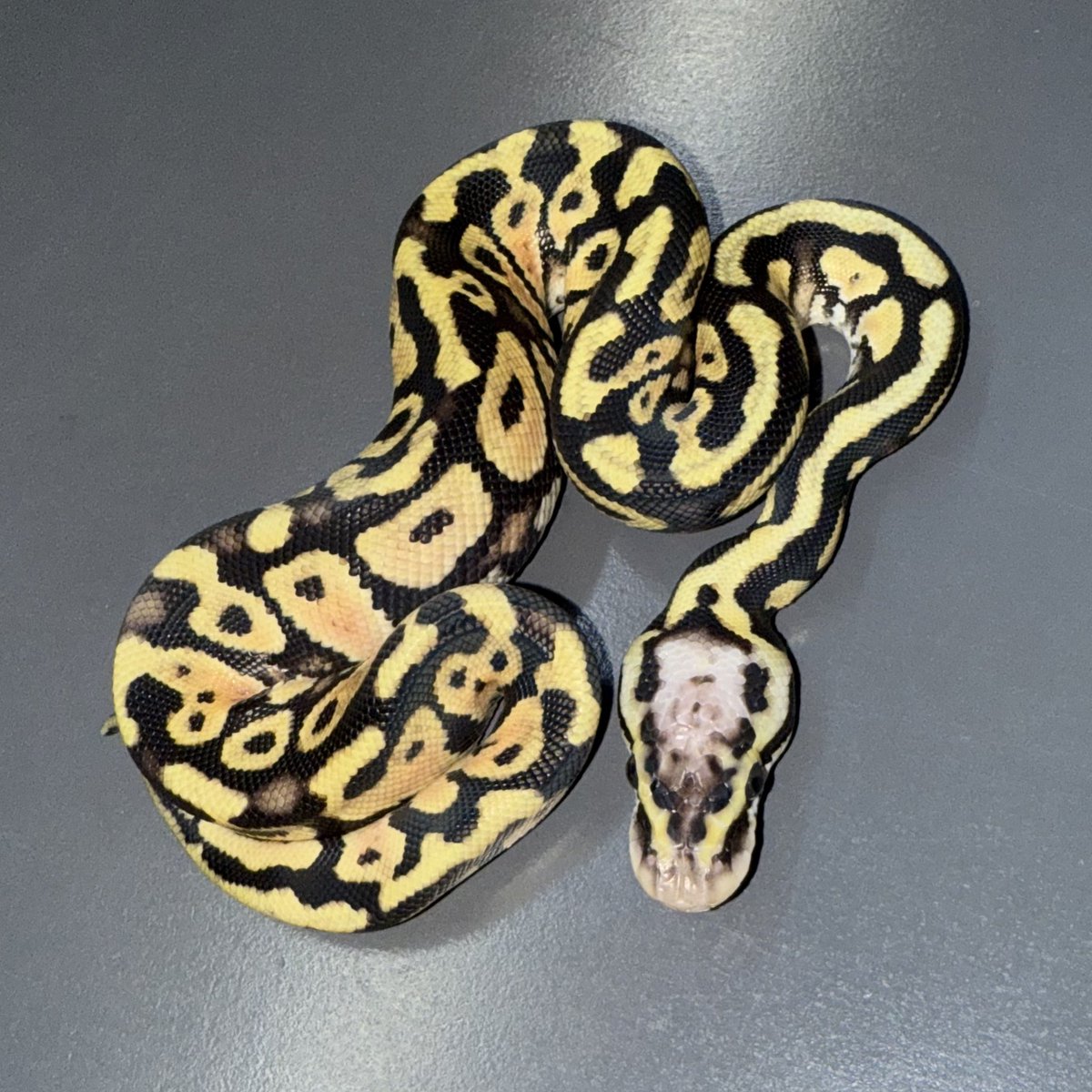 06shockwave's tweet photo. 1.0 OD Enchi Batman PB
0.1 Pastel Ghost Clown
0.1 Black Pewter SN het TSK Ax Clown
1.0 Pastel SN het TSK Ax Clown
Sold
#06cb
#ボールパイソン
#ballpython https://t.co/Sk44Oto8AT