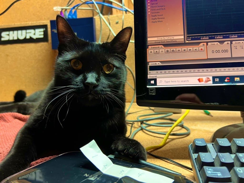 mattsworkbench's tweet image. Workbench cat
