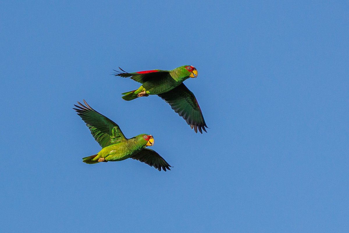 They sure look happy that it's #FlyDay
White-fronted Amazon (Amazona albifrons)
#BirdsOfBelize #BirdsSeenIn2025 #birds #birdwatcher #BirdsOfX #BirdsOfTwitter