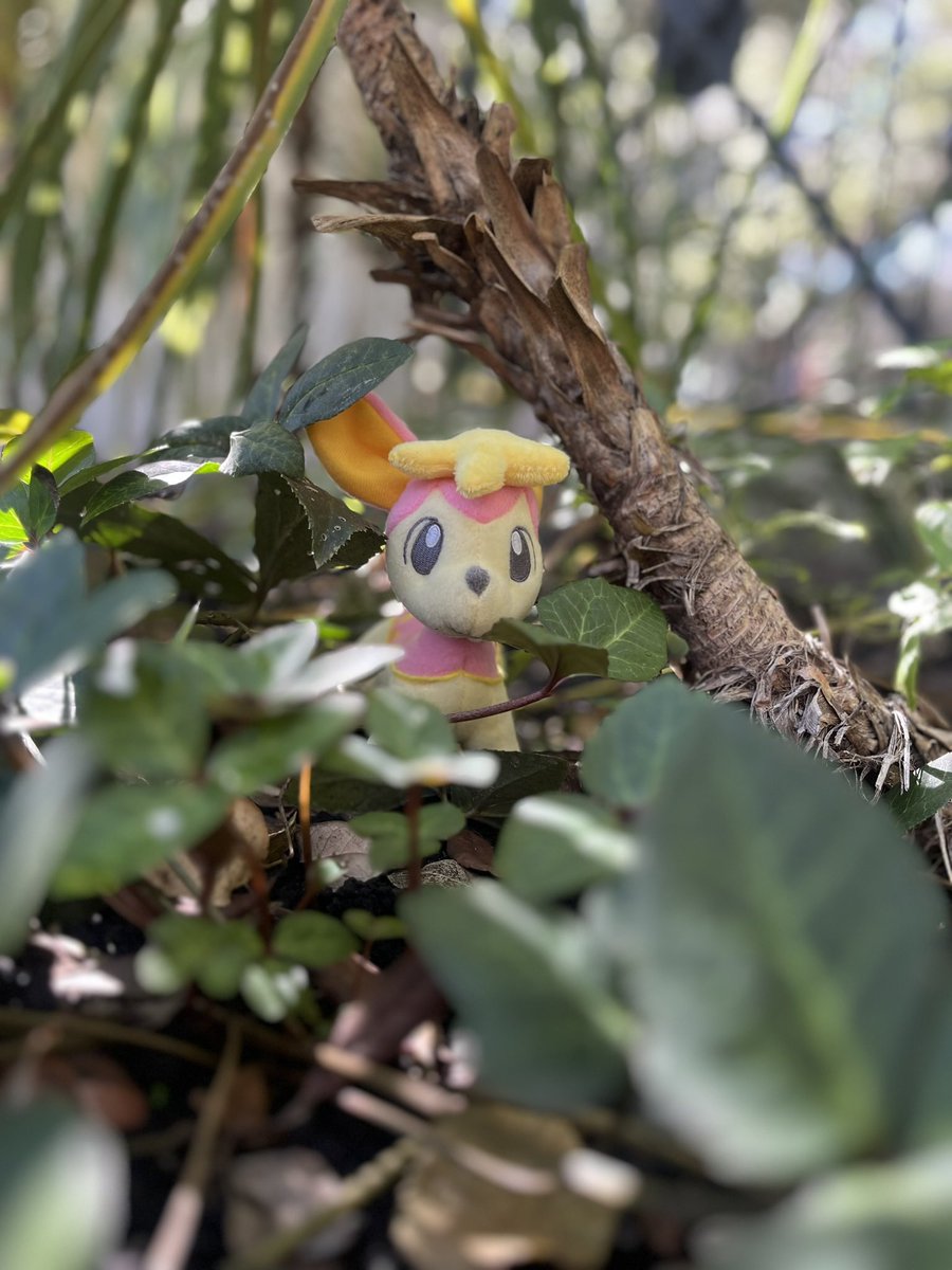 ToyboxFriends's tweet image. 🦌
Prancing through the forest~ 
#pokeplush #plush #plushie #deerling