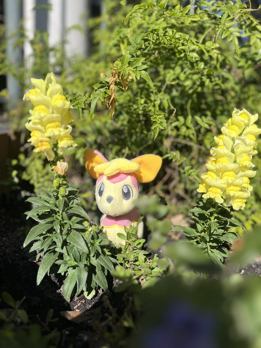 ToyboxFriends's tweet image. 🦌
Prancing through the forest~ 
#pokeplush #plush #plushie #deerling