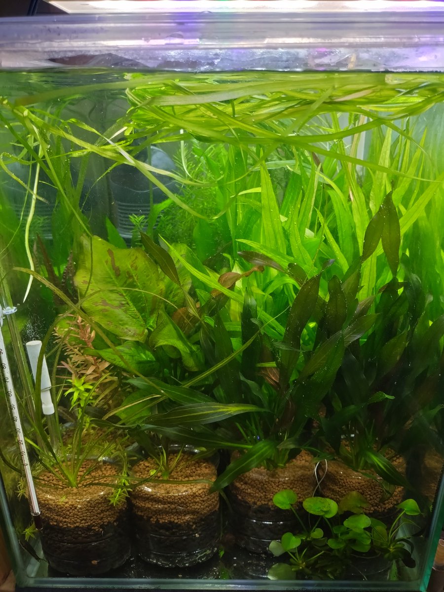 まさ@某ブログ管理人 (@aquanikki2) / Posts / X