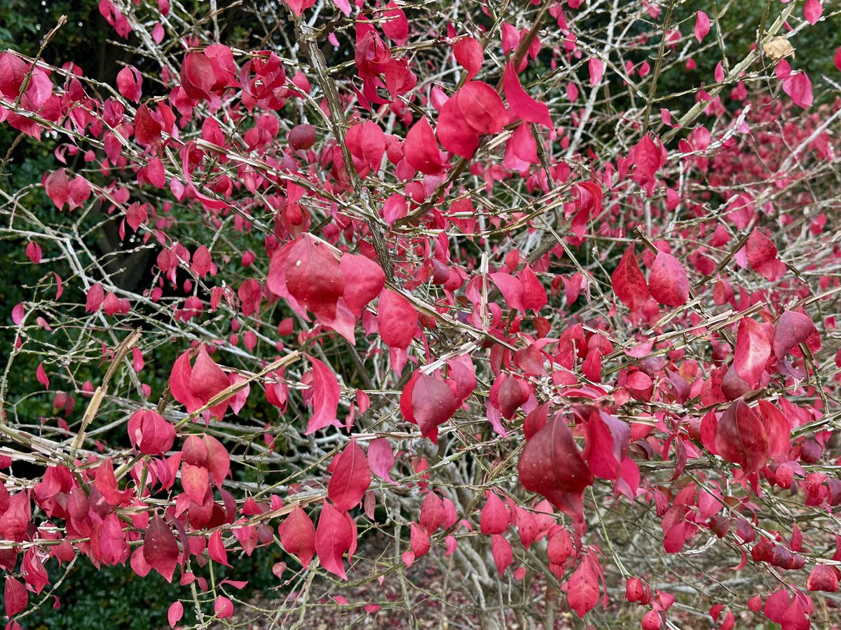 Cloudsailor / 星羅の一日一花 (@sjyszm) / Posts / X