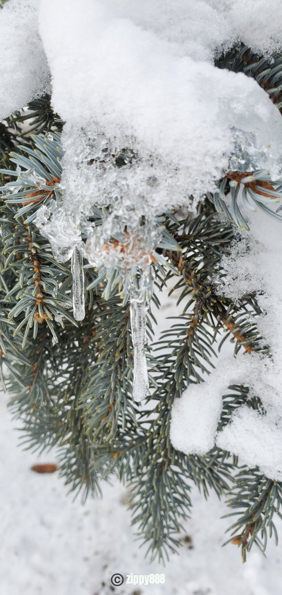 zzippy888's tweet image. #AlphabetChallenge #WeekVforVowels
&apos;I&apos;cicle