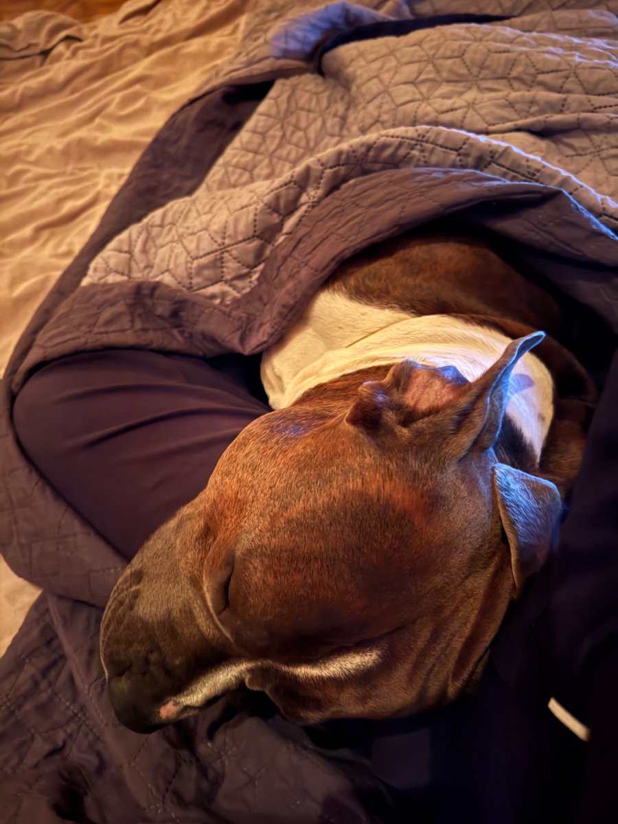 4x4_new_error's tweet image. Бійцівський пес оддихає після того як знову нікого не зʼїв