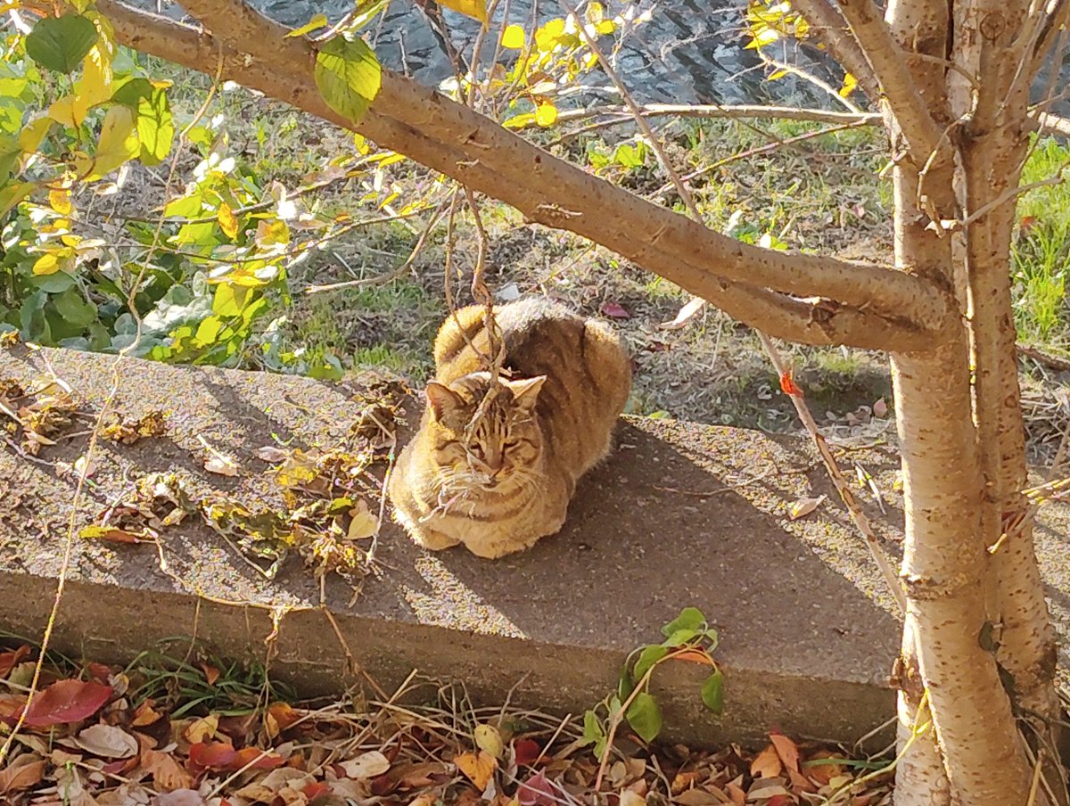 ちゅーるあげようとしたら逃げられた