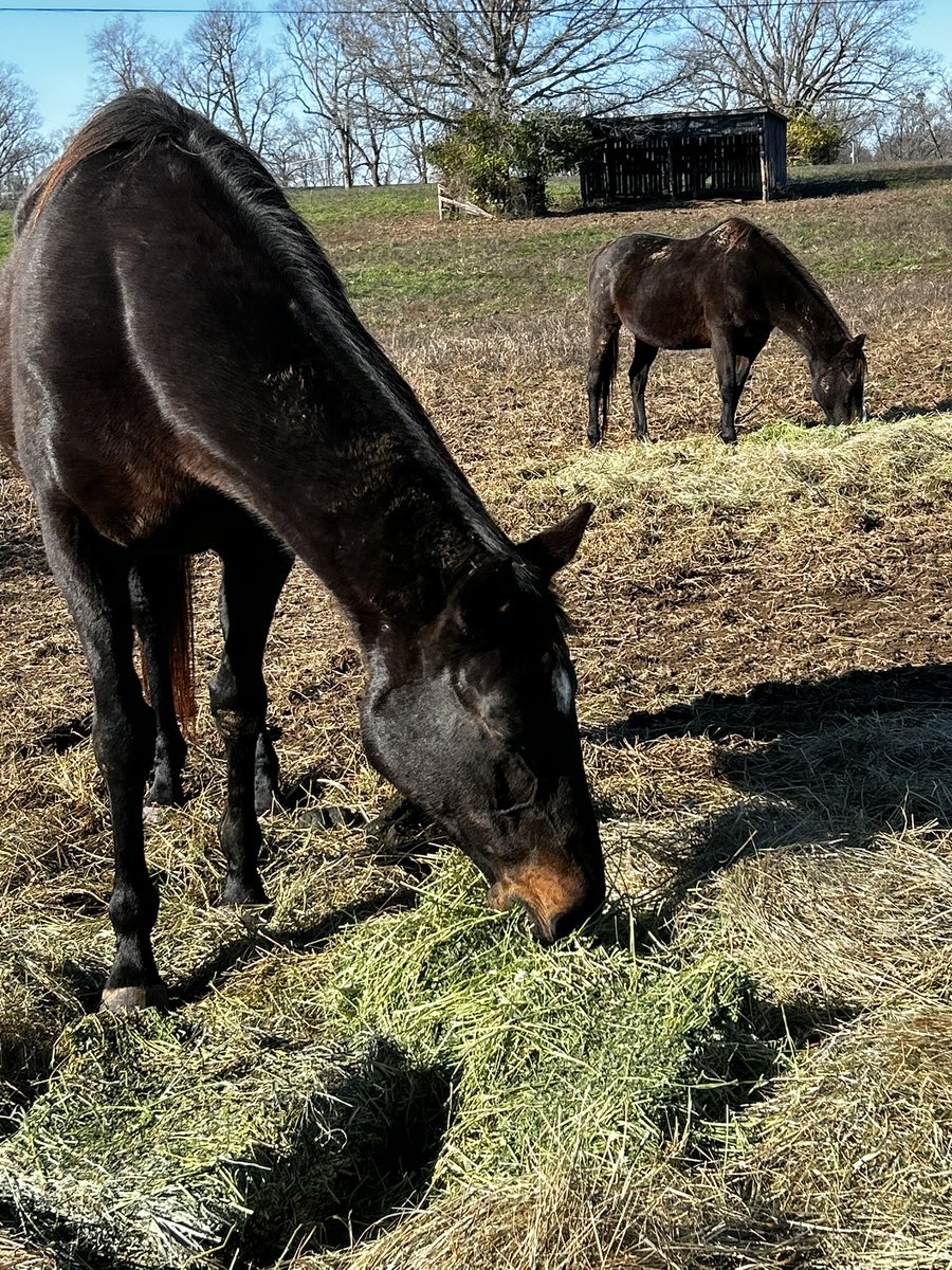 fullcircleeq's tweet image. #BlackFriday hay delivery! Still trying 2figure out next steps 4a farm vehicle-we don’t have enough 2repair old one or enough 2purchase new one. We’ve raised $1800 so far🙏
We’re beyond thankful 4any help towards hay and/or replacement farm vehicle🙏🐎❤️🚚
paypal.com/donate/?hosted…