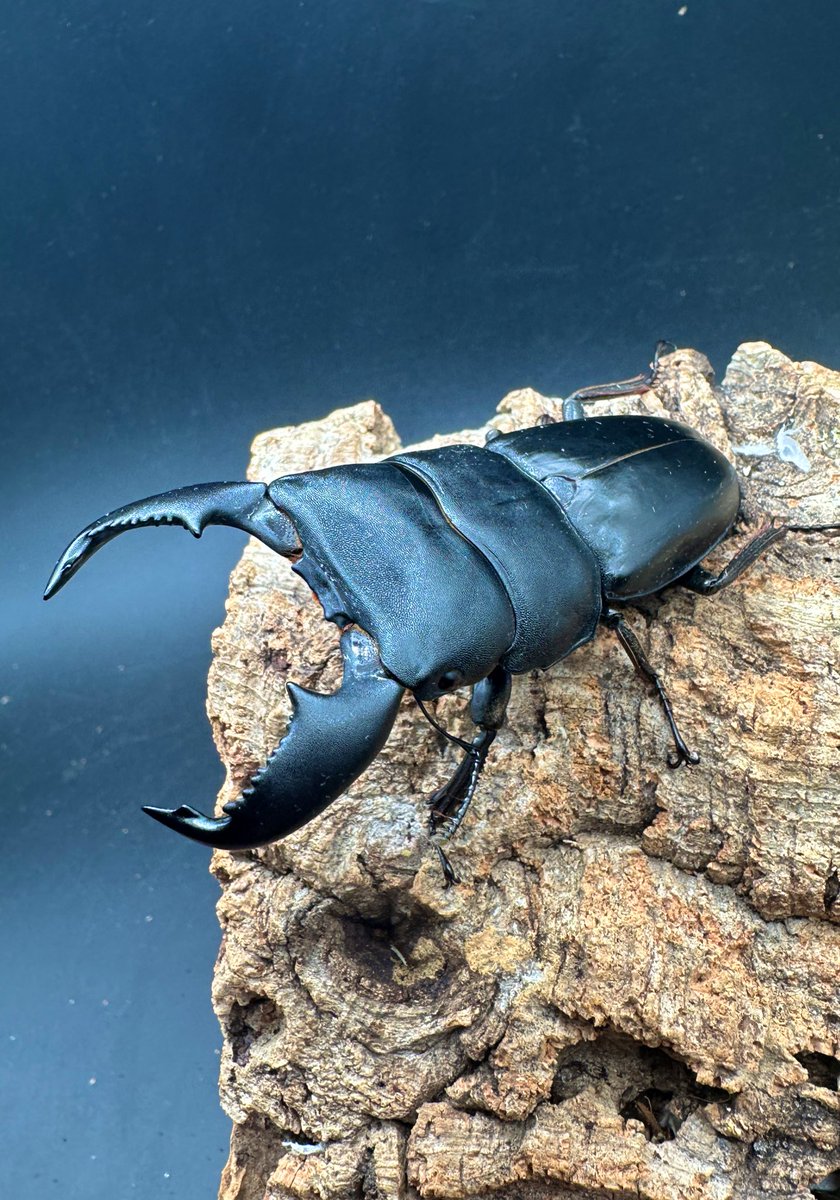 ⭐️クンクン(他の方はご遠慮下さい) かぶぶくわわ (@mushi_lowkun) / Posts / X