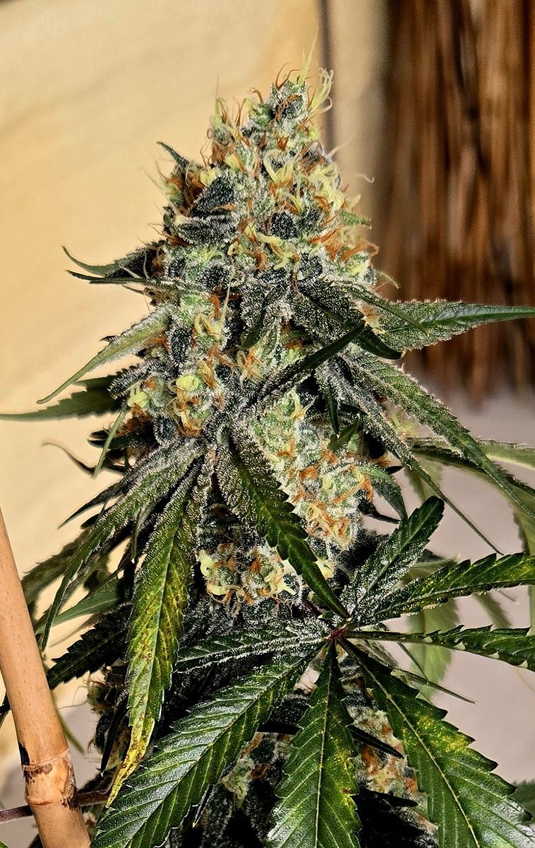 pal_702's tweet image. Donny Burger @SkunkMasterFlx (GMO x Hansolo burger) 🍔👍