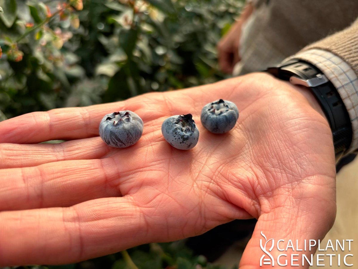 cpgenetic's tweet photo. 🫐 Esta semana hemos podido degustar los primeros frutos de Matías® en Huelva, confirmando no solo su excelente calidad, sino también su alto potencial productivo. En su segundo año, la variedad ya supera los 4,5 kg por planta. https://t.co/WlTlJOHwAK