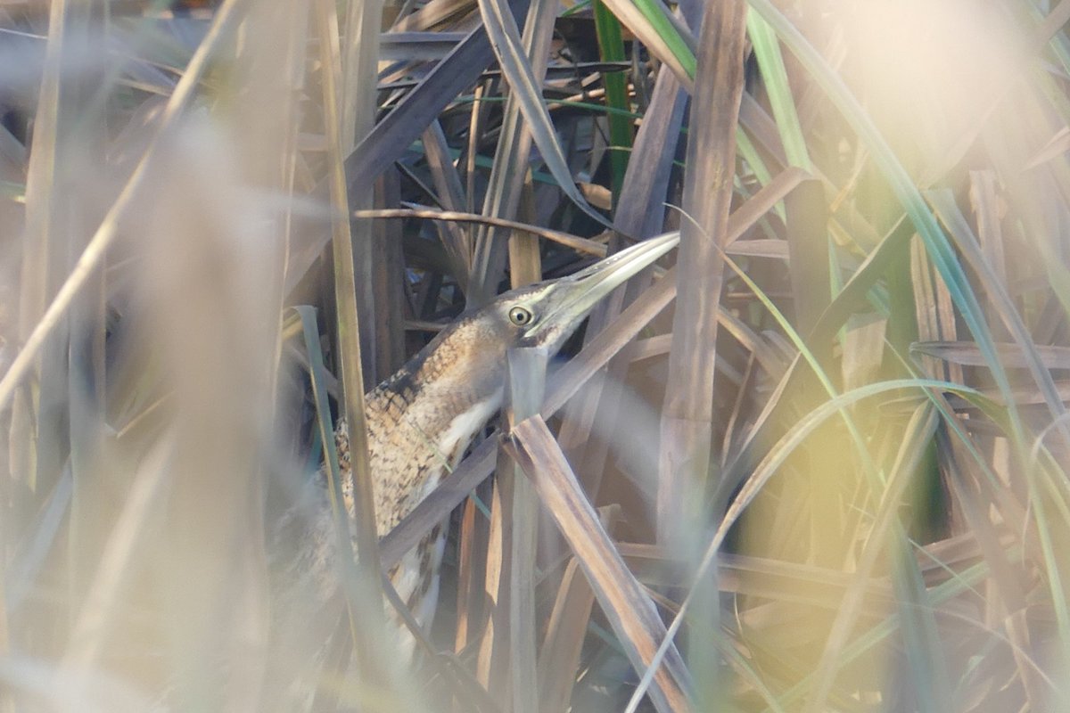 Thomas Porter tweet media