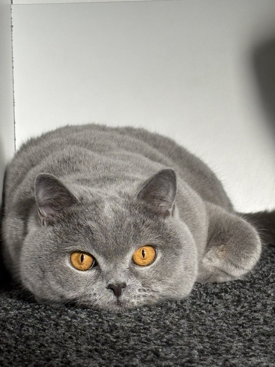 wishversed's tweet image. #CurrysPurpleFriday the fur from this little dumpling! 🐈‍⬛