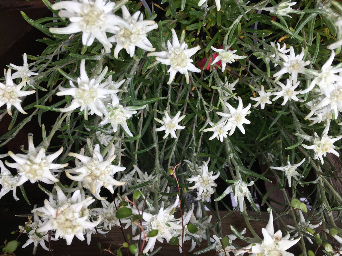 RKW1899's tweet image. #AlphabetChallenge #WeekVforVowels 
🎶 Edelweiss Edelweiss…🎶