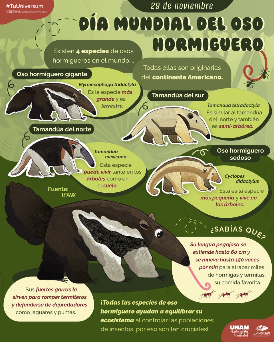 #UnDíaComoHoy es el Día Mundial del Oso Hormiguero. 🐻🐜
Te contamos un poco aquí sobre este lindo animal. 👇

#TuUniversum