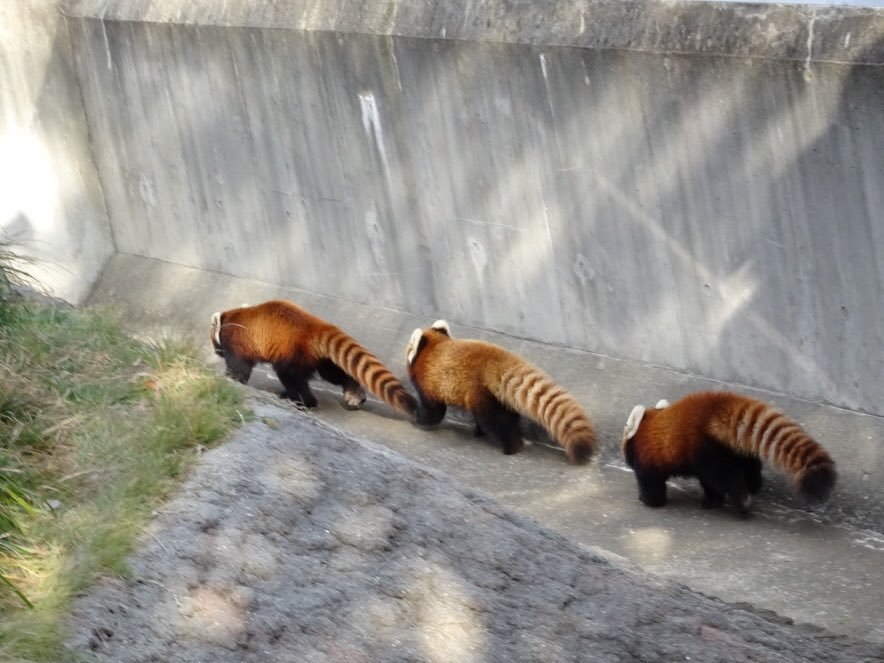 HourlyWah's tweet image. [🔗](api.tinyfox.dev/hourly/wahs/ph…)