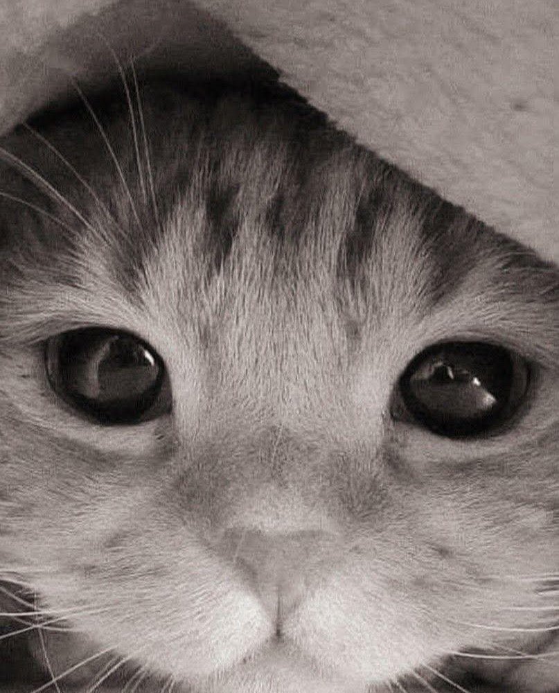 Alex (@polaleks) on Twitter photo 