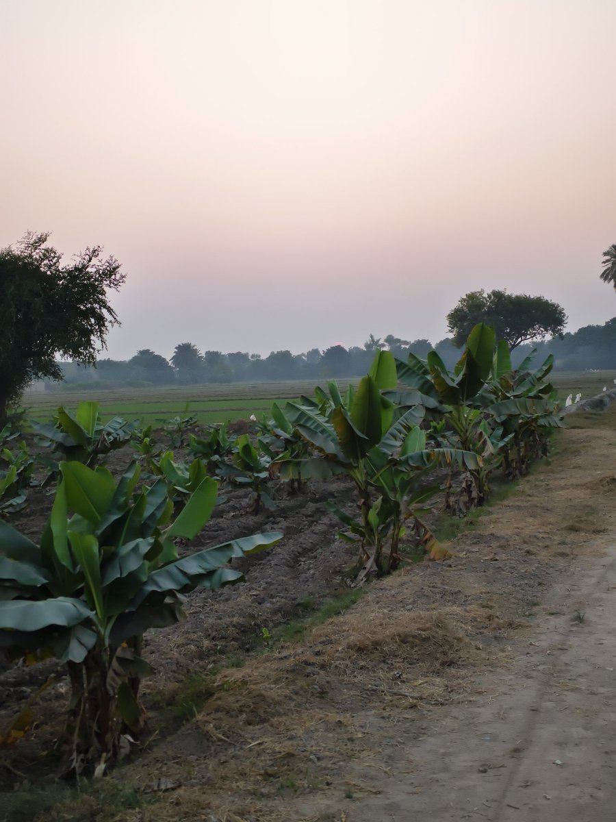 #Banana Fields 
Banana crop is not native of #Sindh but it is #imported from #Mexico and from other countries. by the way This banana is #Hybrid not the #natural ones .
Sobhodero, District Khairpur Mir's Sindh, #Pakistan