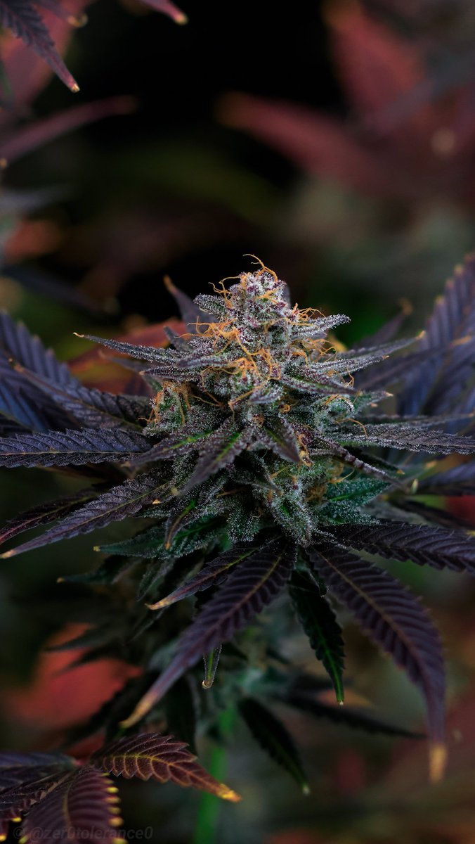 It's a pumpkin pie and stare at plants kinda day over here 🥧🌱