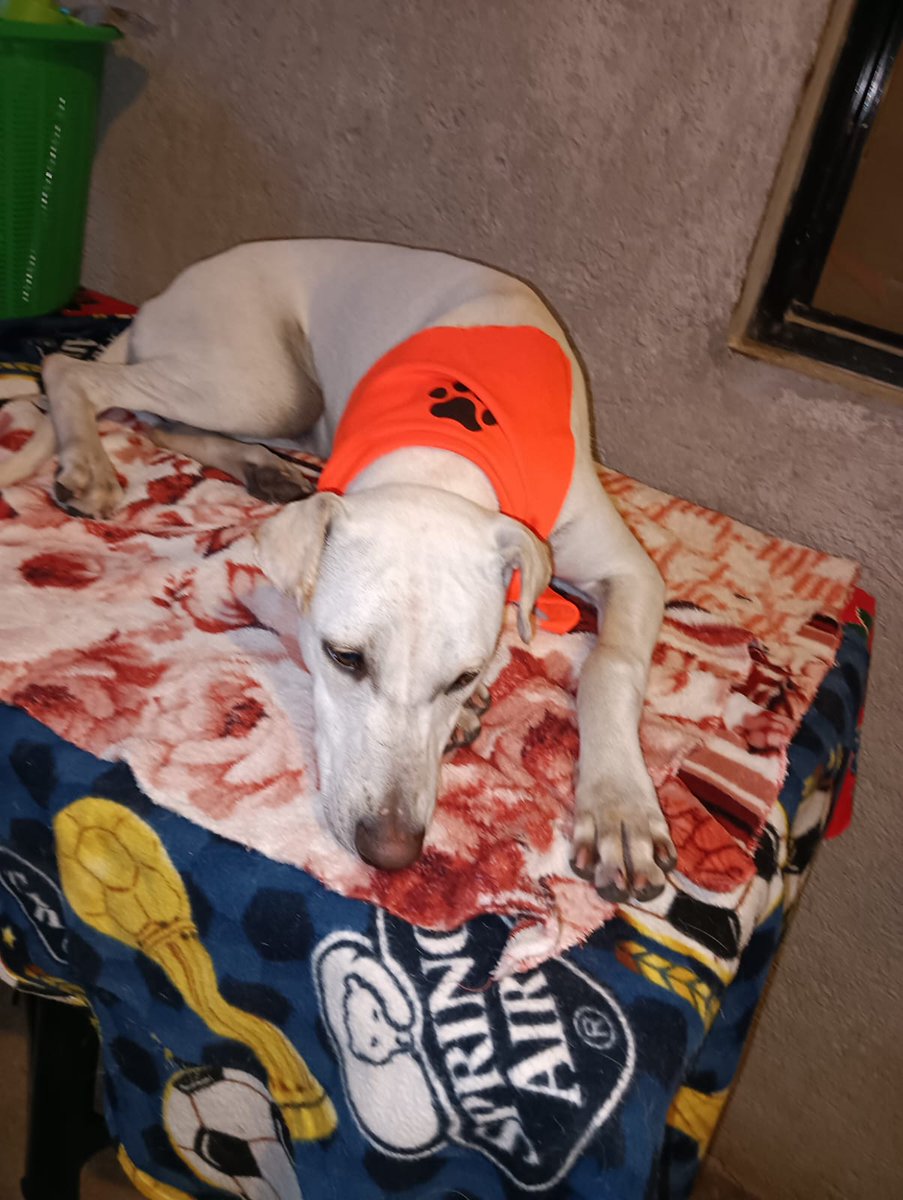 VIBRAmascotas's tweet image. Bambi sigue en busca de una familia, es talla mediana-grande 
1 año aprox , es bien linda 😍 
Se lleva bien con otros perros por favor, una familia para ella 
#CDMX 
Wats 5548724347