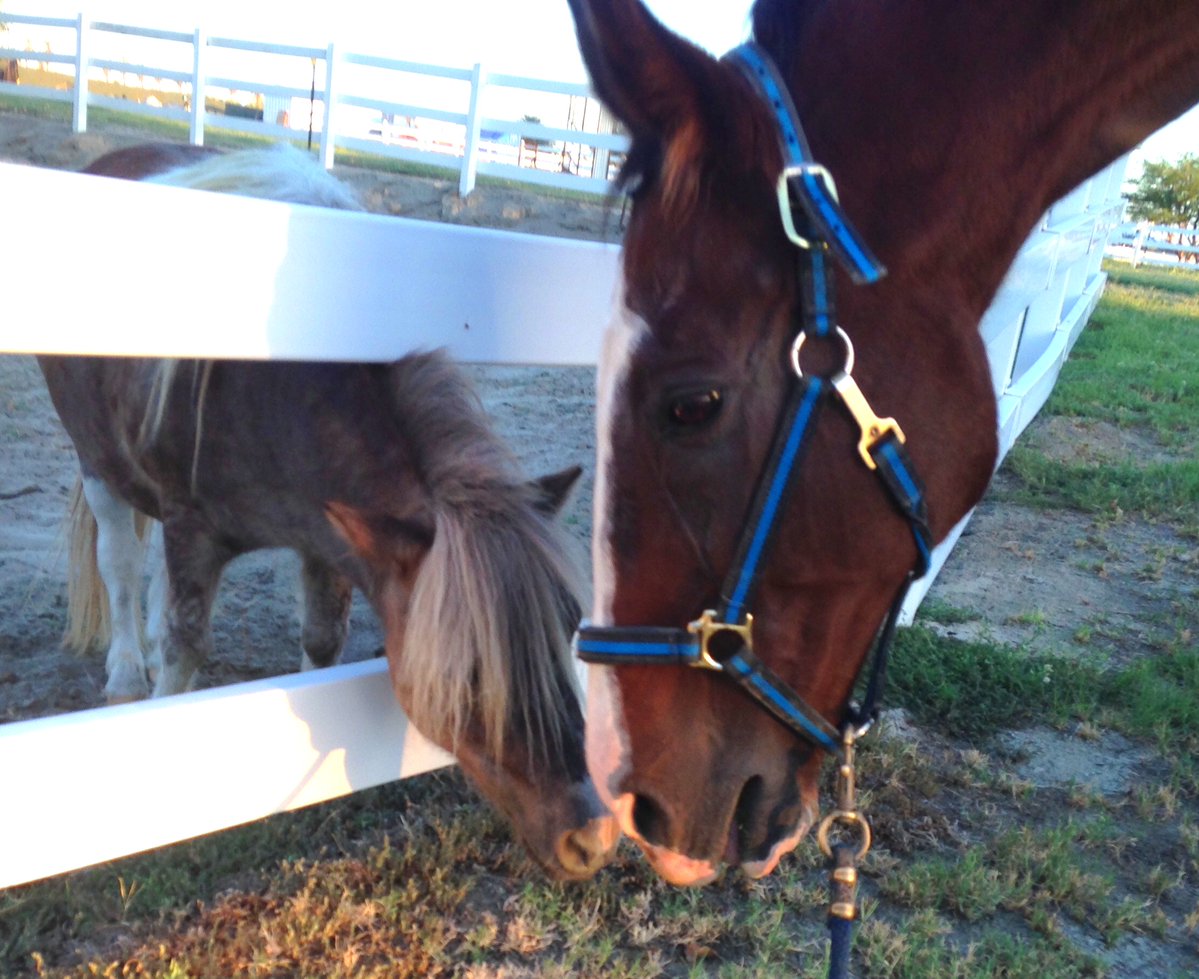 GloriousAllianc's tweet image. Slightly out of focus, but an important photo nonetheless of Smoothie and Little Man. They searched each other out no matter where each were on the ranch. @mardask33