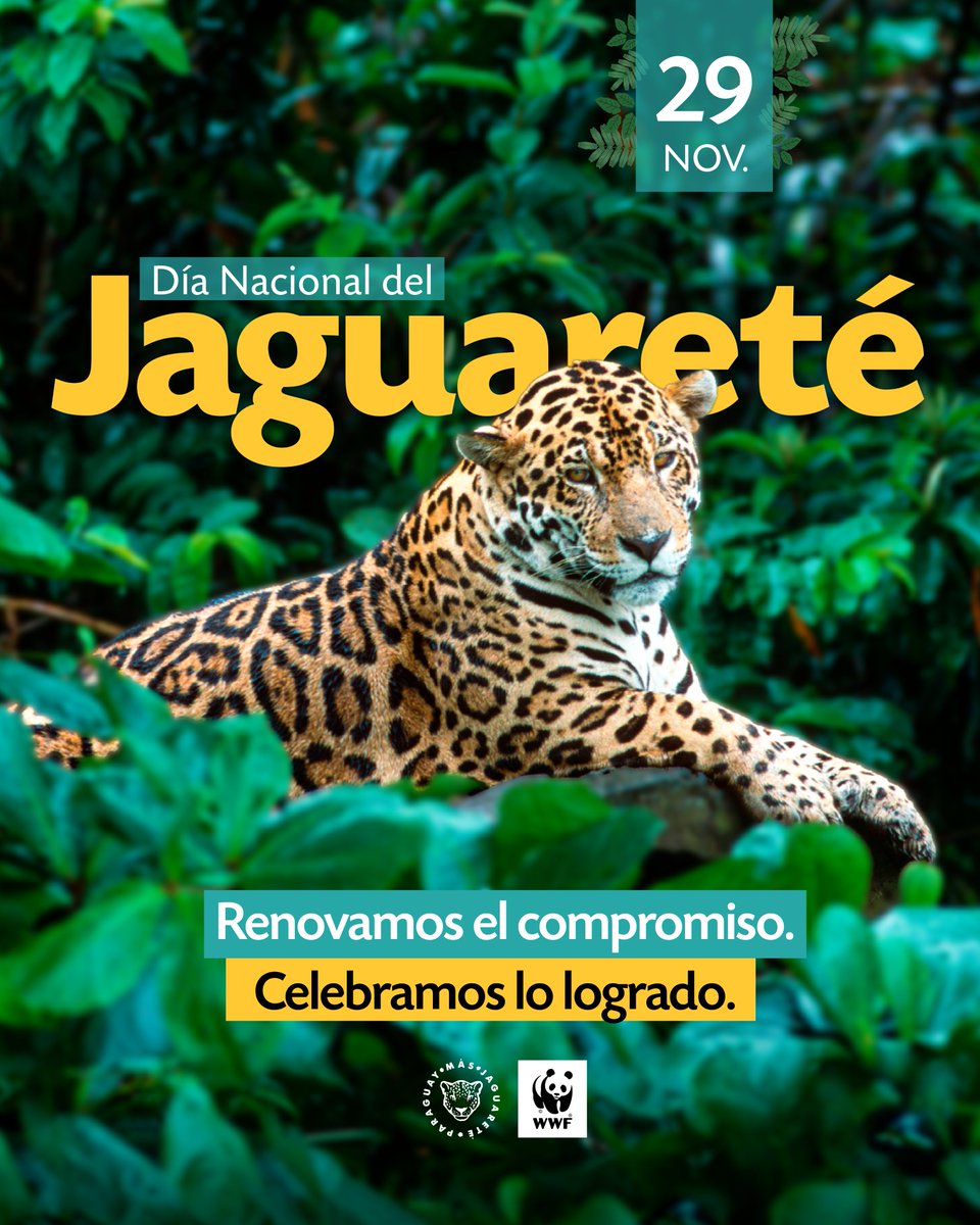WWFpy's tweet image. ¡Día Nacional del Jaguareté! 🐆󰐪

Hoy celebramos a una especie clave y reafirmamos nuestro compromiso con la conservación de su hábitat, la educación ambiental y la coexistencia. Este esfuerzo lo desarrollamos junto con actores clave y socios que trabajan por su protección.