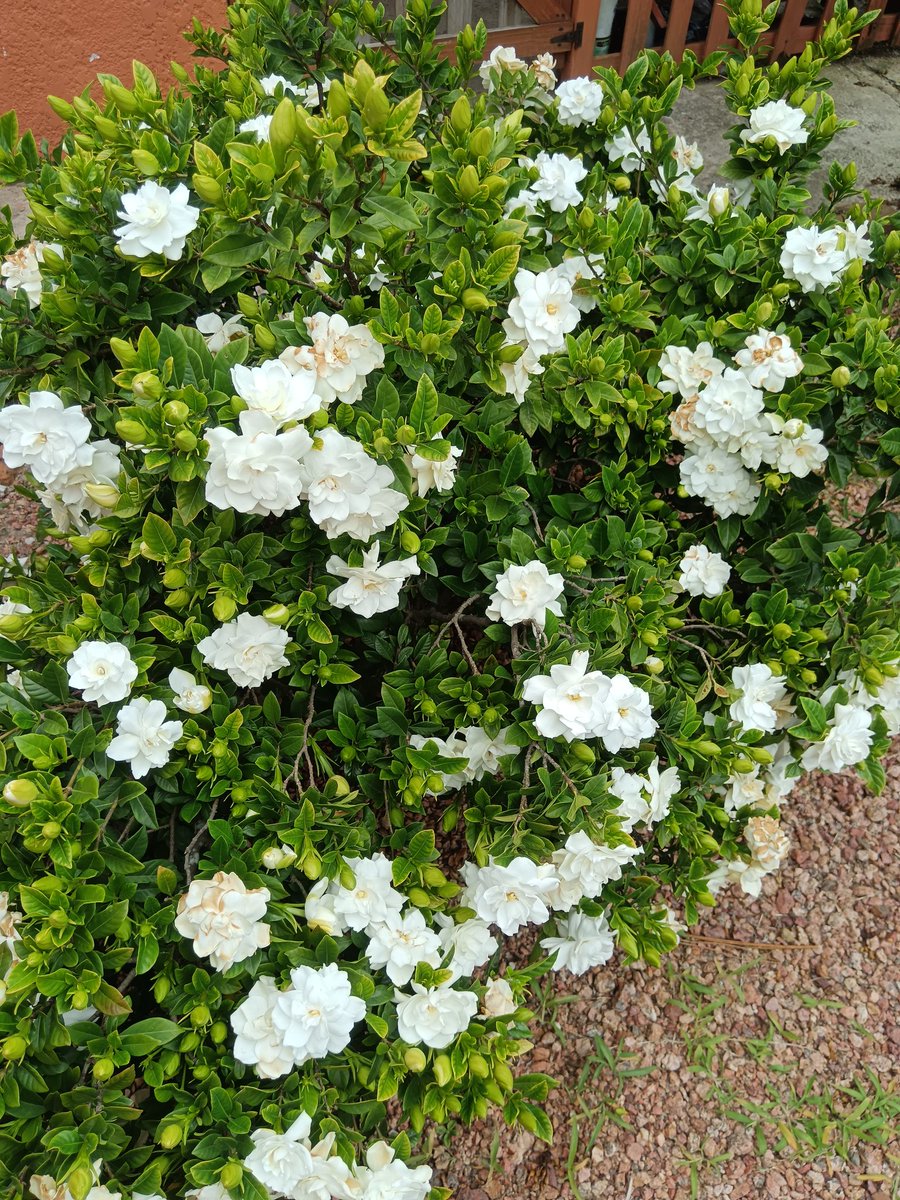 Las fotos no tienen aroma...