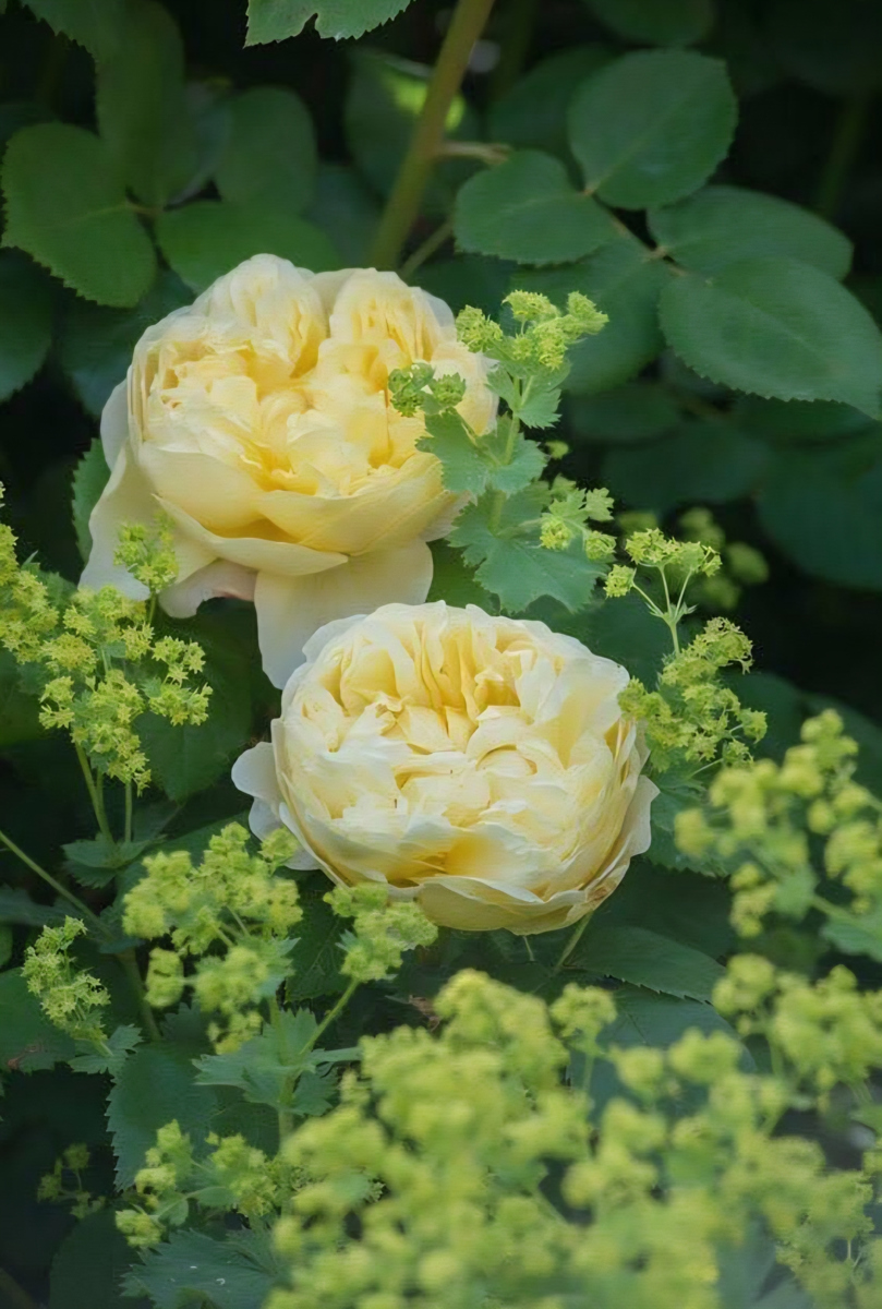 Botanichka's tweet image. Оригинально, изысканно, свежо — благоухающие сады в нежных лимонных оттенках 🍋🌿

#ландшафтный_дизайн