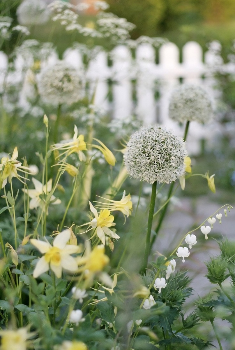 Botanichka's tweet image. Оригинально, изысканно, свежо — благоухающие сады в нежных лимонных оттенках 🍋🌿

#ландшафтный_дизайн