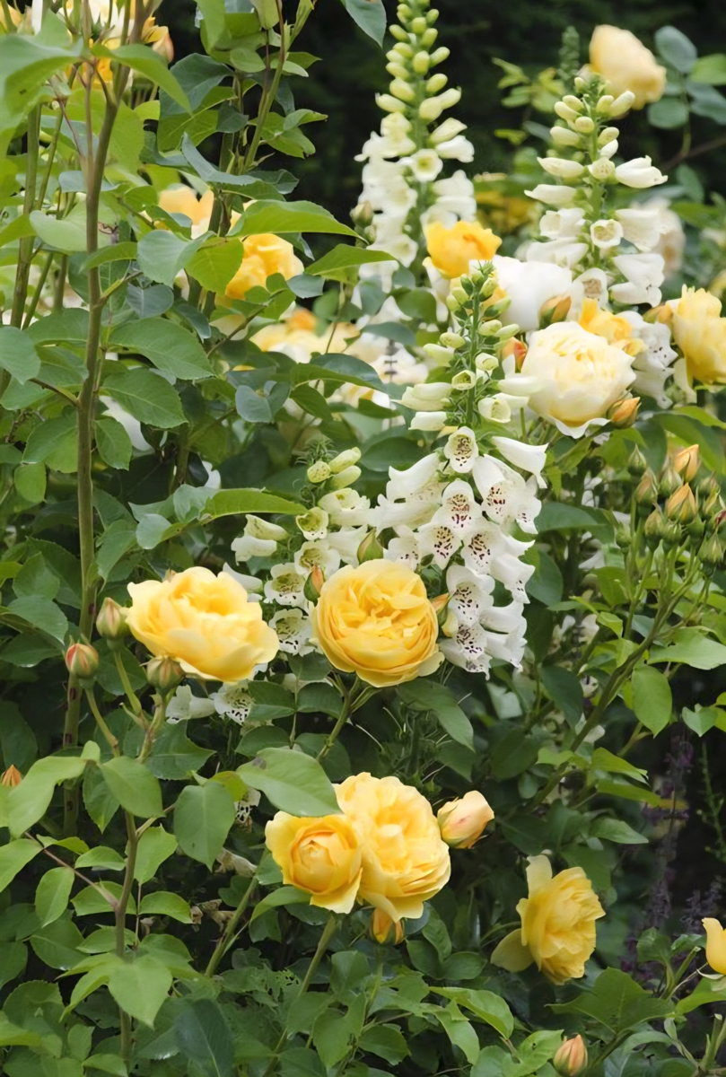 Botanichka's tweet image. Оригинально, изысканно, свежо — благоухающие сады в нежных лимонных оттенках 🍋🌿

#ландшафтный_дизайн