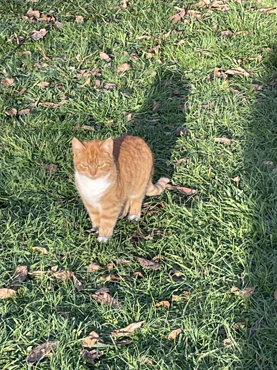 Grump ass here didn’t show up for breakfast.  I was a little worried because you need breakfast to be that grumpy all day.  Takes a lot of work.  
I called around some, went over to my MILs house to see if she had seen him, and the traitorous little shit was IN HER HOUSE eating