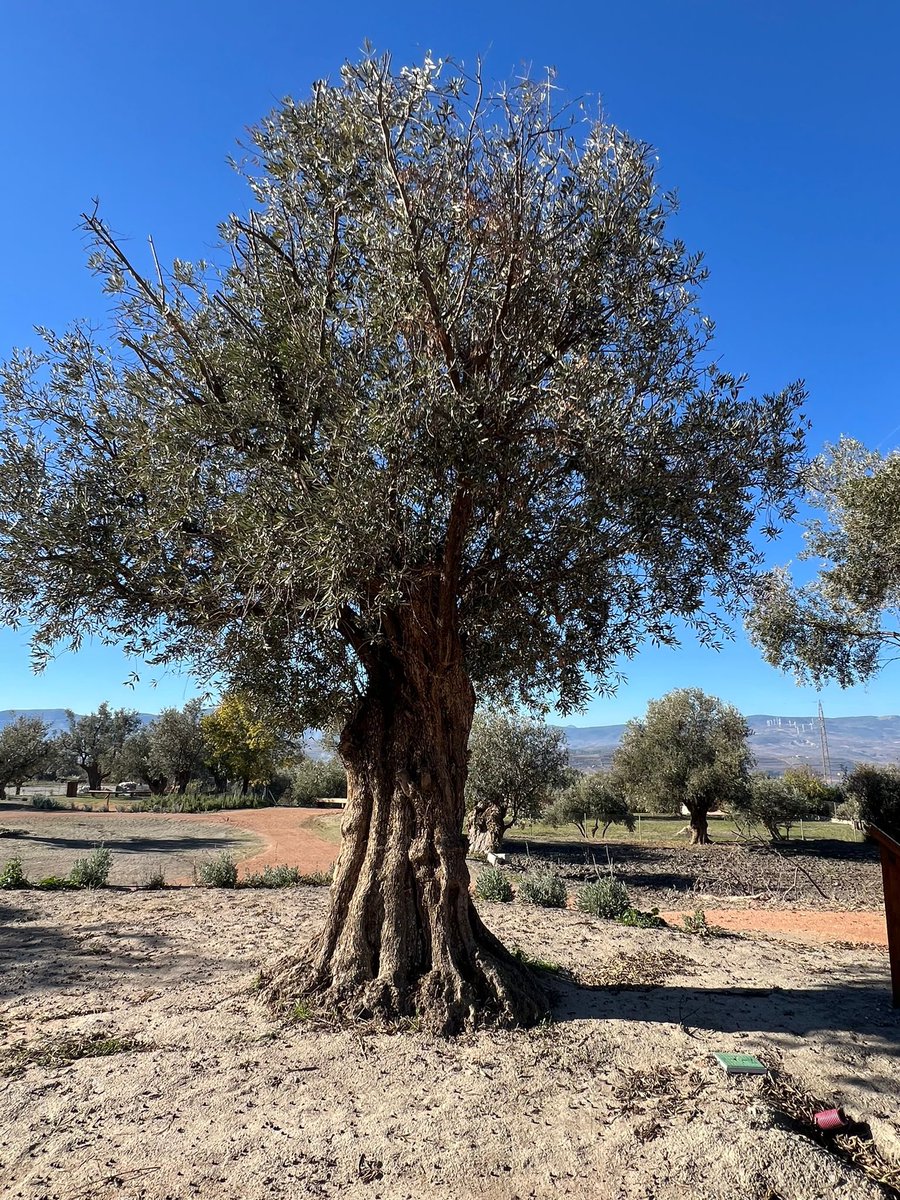 Tällaista täällä Almuñecarissa tänään. Kun sain olla matkanjohtohommissa La Erilla oliiviöljymyllyllä. Niguelasin kylässä myös kelit kohdillaan… Kaukana katala maailma oli fiilis…