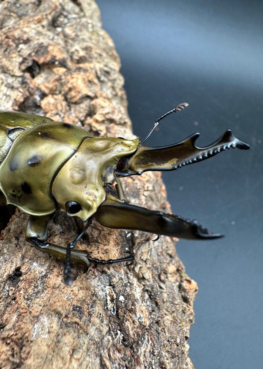 ⭐️クンクン(他の方はご遠慮下さい) かぶぶくわわ (@mushi_lowkun) / Posts / X