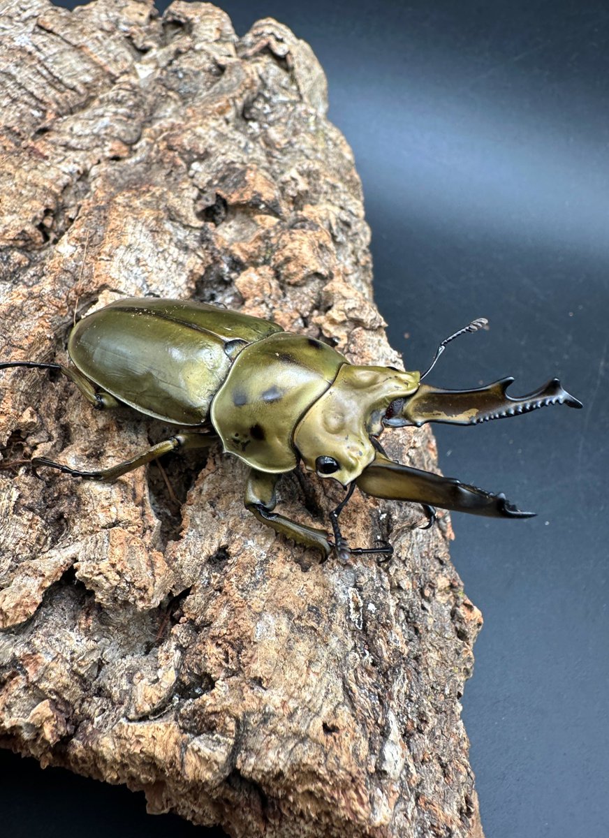 かぶぶくわわ (@mushi_lowkun) / Posts / X