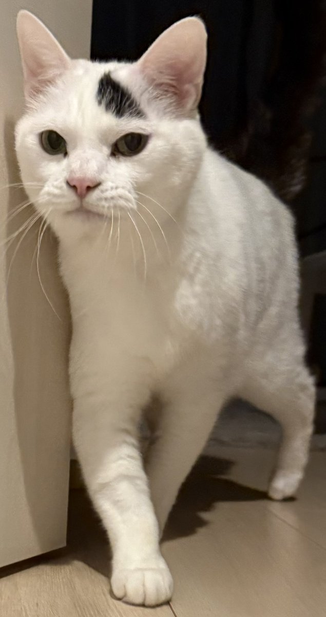 avashaka's tweet image. 