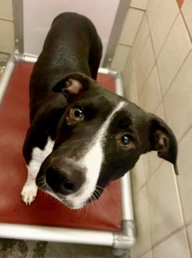 Every day is the same. This GORGEOUS girl wakes up &amp; there's NO ONE there to save her. LOW Pledges!

Can you hear 🎃 PUMPKIN'S #A343706 cries?  They're the silent kind, the kind that that come STRAIGHT from the ♥️. 

She's very,  very fragile. I don't know if she can hold on , &amp;