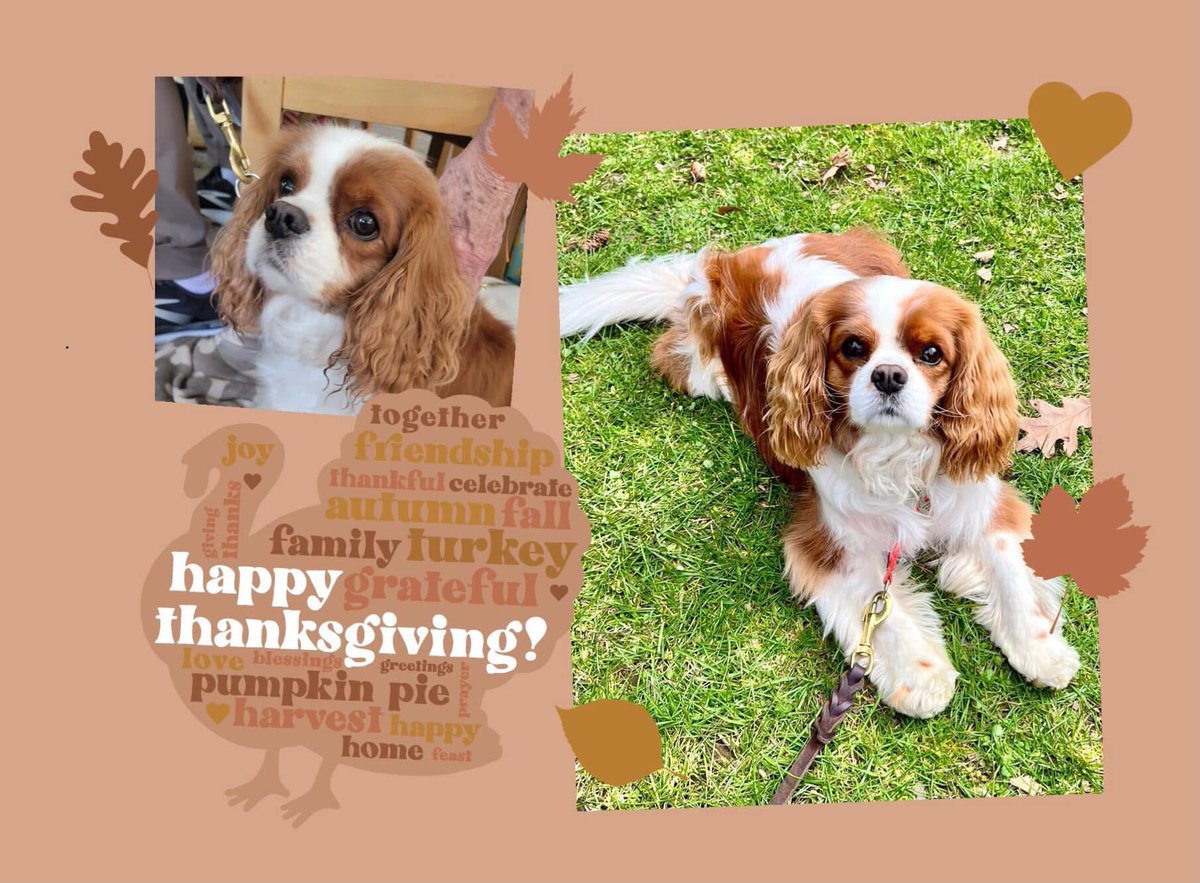 Pippin’s World: #CavPack Luv 🌈HooDad🌈Milo🌈Ms🌹 tweet media