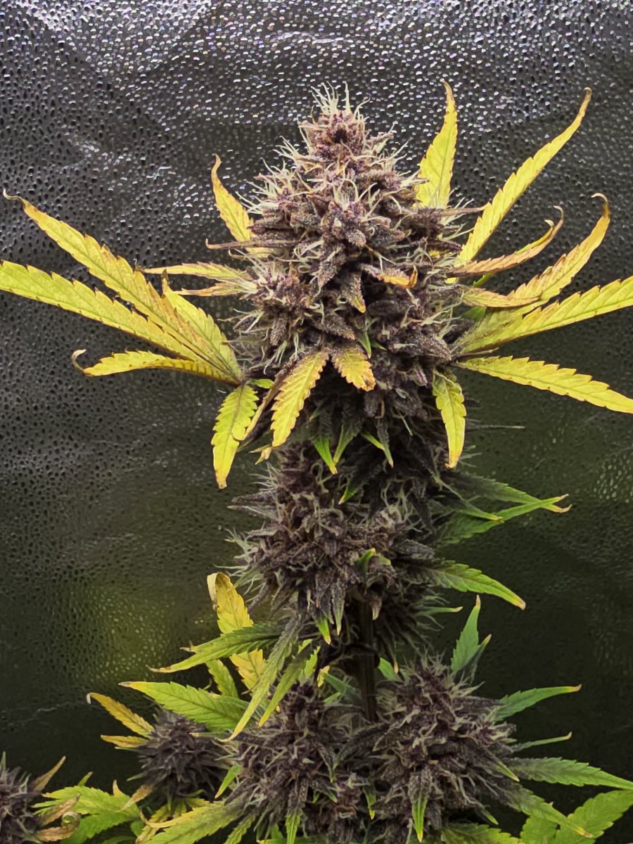 Down South Grow tweet media