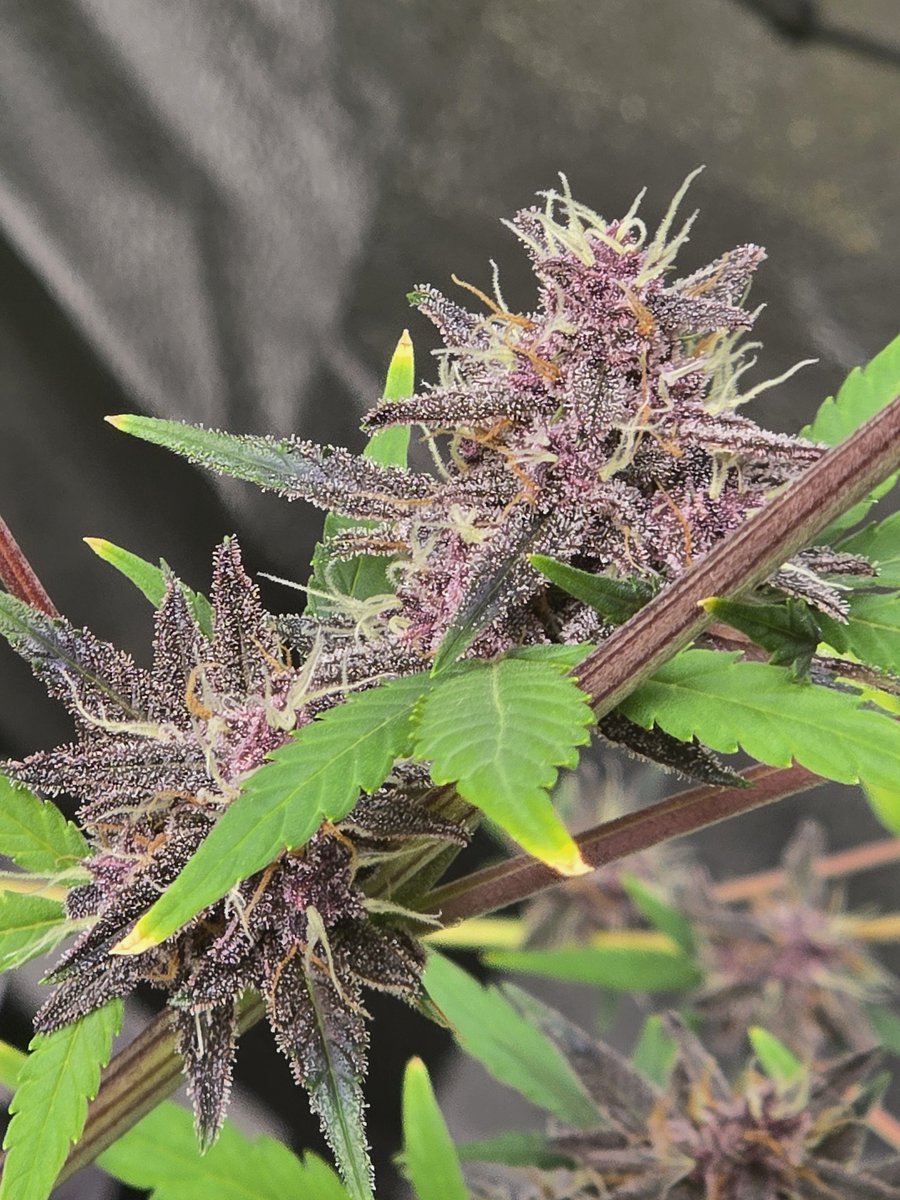 Down South Grow tweet media