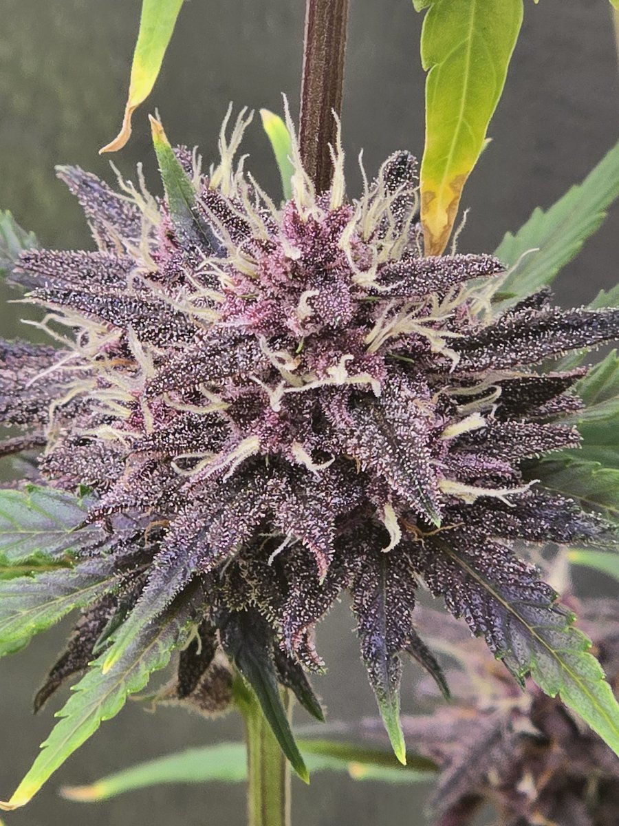 Down South Grow tweet media