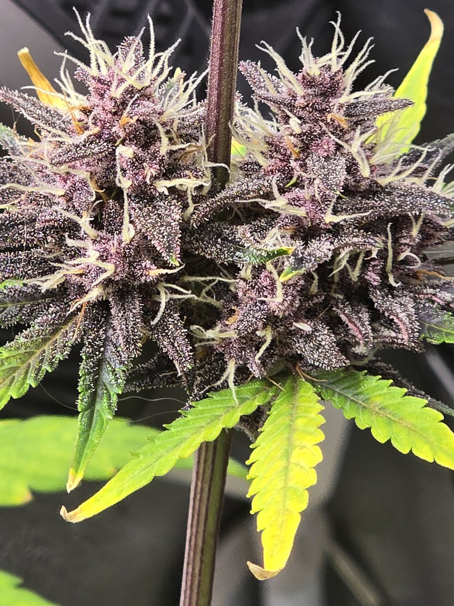 Down South Grow tweet media