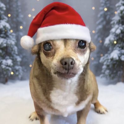 chicathechih's tweet image. “🎄🤍 ‘All I want for Christmas is you… and a snuggle.”
#NewProfilePic #BlackFriday #Dog #Dogs #TaterTotSquad #dogsofX #dogsoftwitter #Chihuahua
