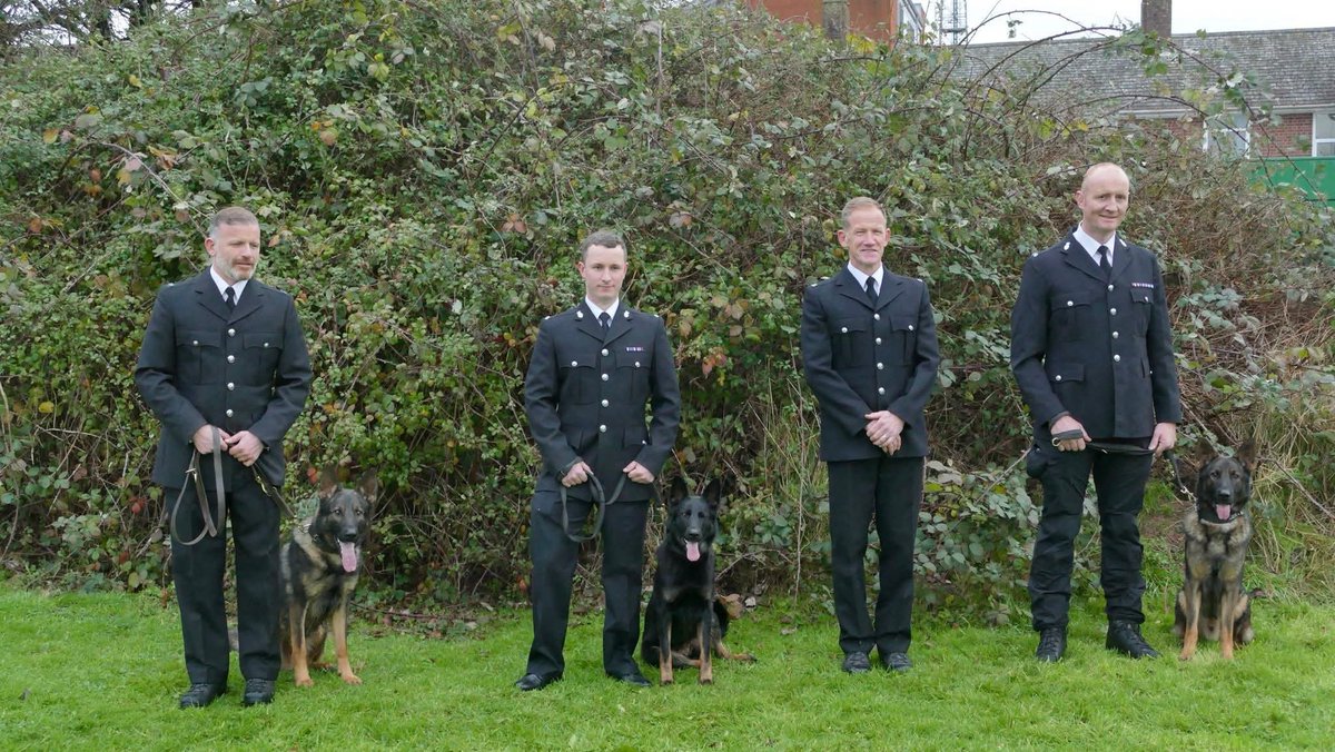 LyvidiansWorkingDogs tweet media