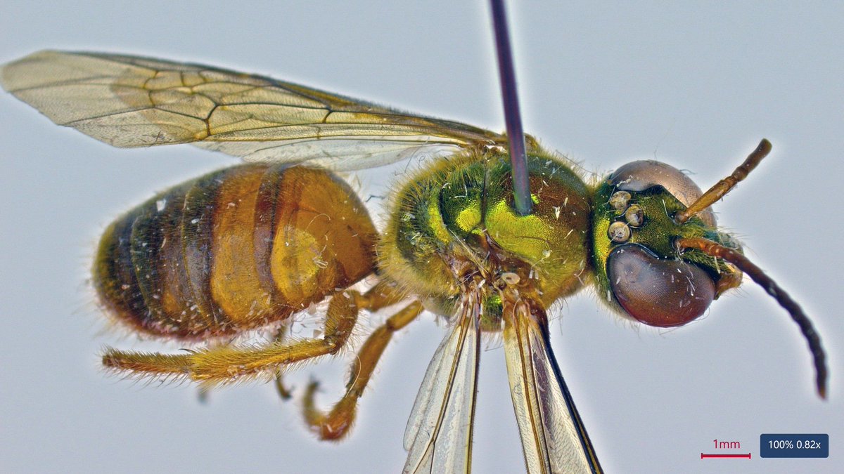 Claus Rasmussen 🐝 tweet media