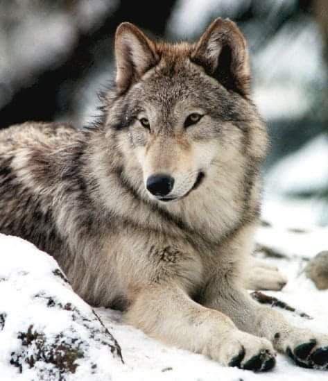 WOLF LOVERS tweet media