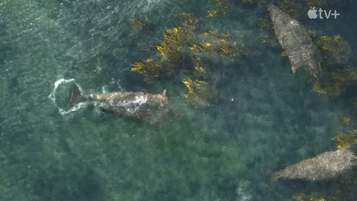 Americans arguing about taxation without representation in the 13 Colonies
Meanwhile in the Bering Sea: