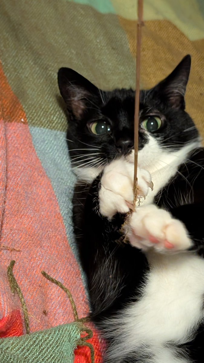 #Цюня моя мала дівчинка