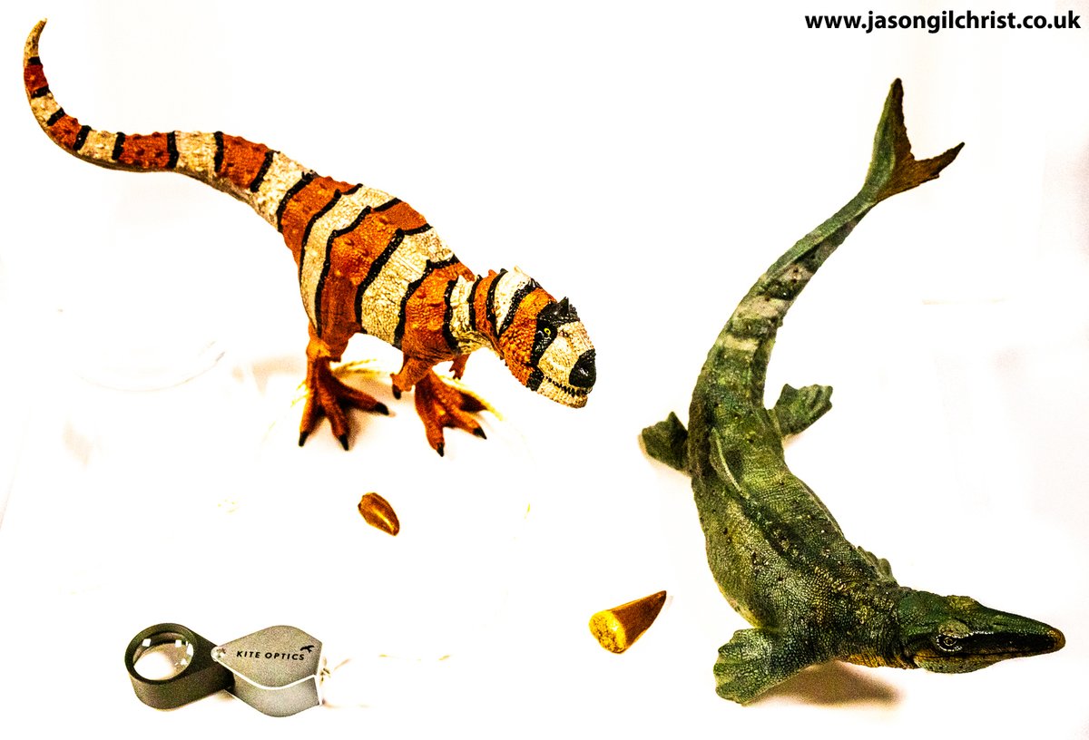 jgilchrist13's tweet image. Fossil teeth.
👈 Majungasaurus crenatissimus, theropod dinosaur, Madagascar, 66-70 myo.
👉 Platecarpus, mosasaur, Morocco, 67-70 myo.
Handlens for scale.
Teeth: Mr Wood&apos;s Fossils.
#FossilFriday #fossils #FossilTeeth #mosasaur #MosasaurTooth #Majungasaurus #dinosaur #DinosaurTooth